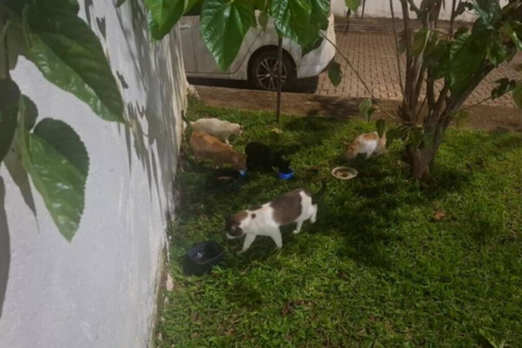 sindica-de-condominio-no-df-e-acusada-de-destruir-abrigos-de-50-gatos