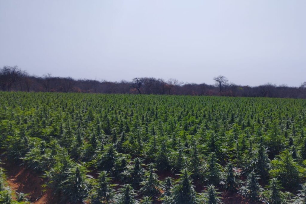 policia-descobre-“fabrica”-de-drogas-em-fazendas-no-interior-da-bahia