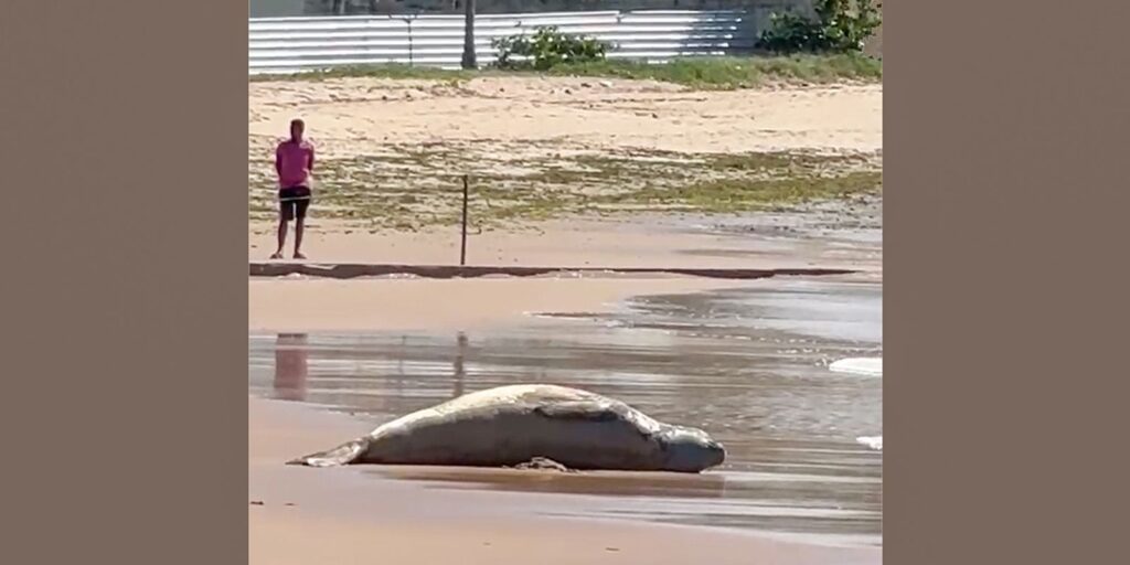 Após dias desaparecido, elefante-marinho é encontrado morto em Alagoas apos-dias-desaparecido,-elefante-marinho-e-encontrado-morto-em-alagoas