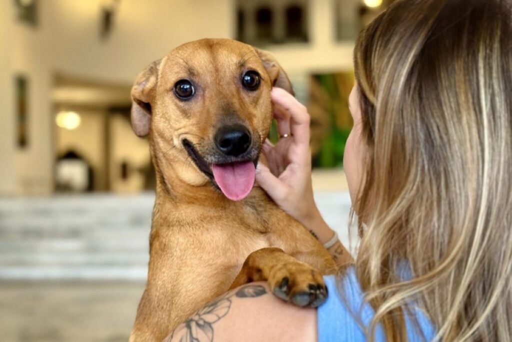 senado-aprova-regras-para-guarda-de-pets-em-caso-de-divorcio