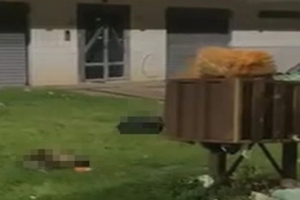 homem-que-decapitou-bode-e-cabra-e-identificado-com-restos-dos-animais