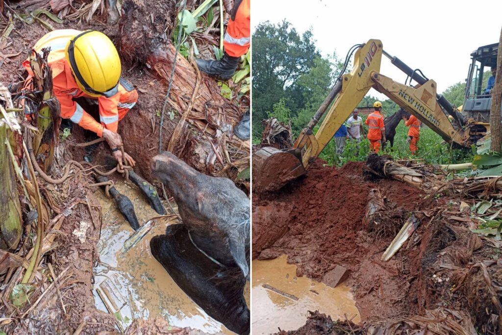 egua-cai-em-cisterna-e-e-resgatada-por-bombeiros-em-mg.-veja-video