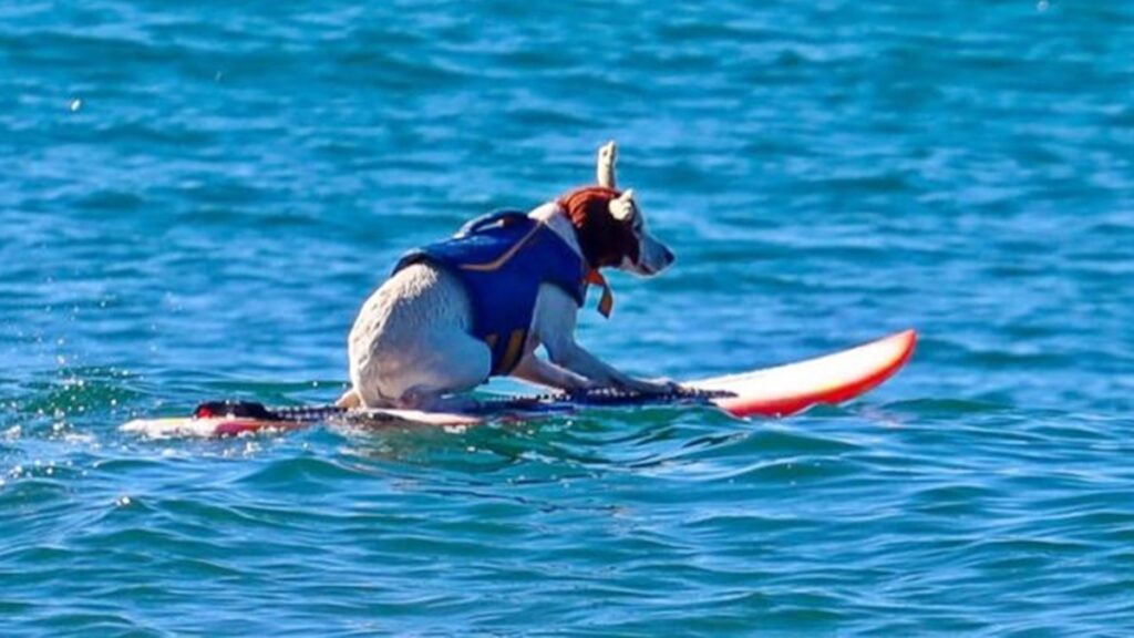 relembre-a-trajetoria-de-sugar,-cadela-surfista-que-morreu-de-cancer