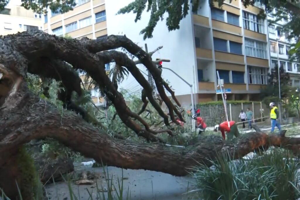 queda-de-arvore-interdita-transito-na-regiao-da-av.-paulista