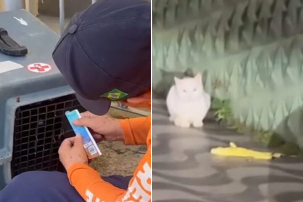 gatos-voltam-para-procurar-familia-que-morreu-em-enchentes-em-mg