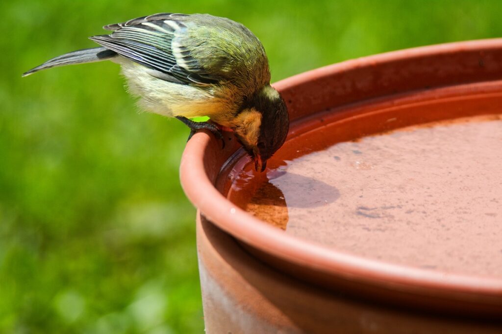 truque-simples-ajuda-a-atrair-e-proteger-passaros-em-bebedouros