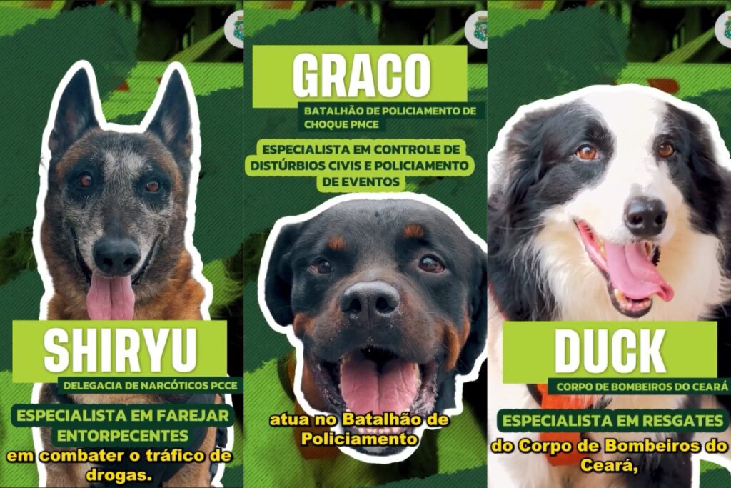 herois-de-quatro-patas:-conheca-equipe-canina-das-forcas-de-seguranca.-veja-video