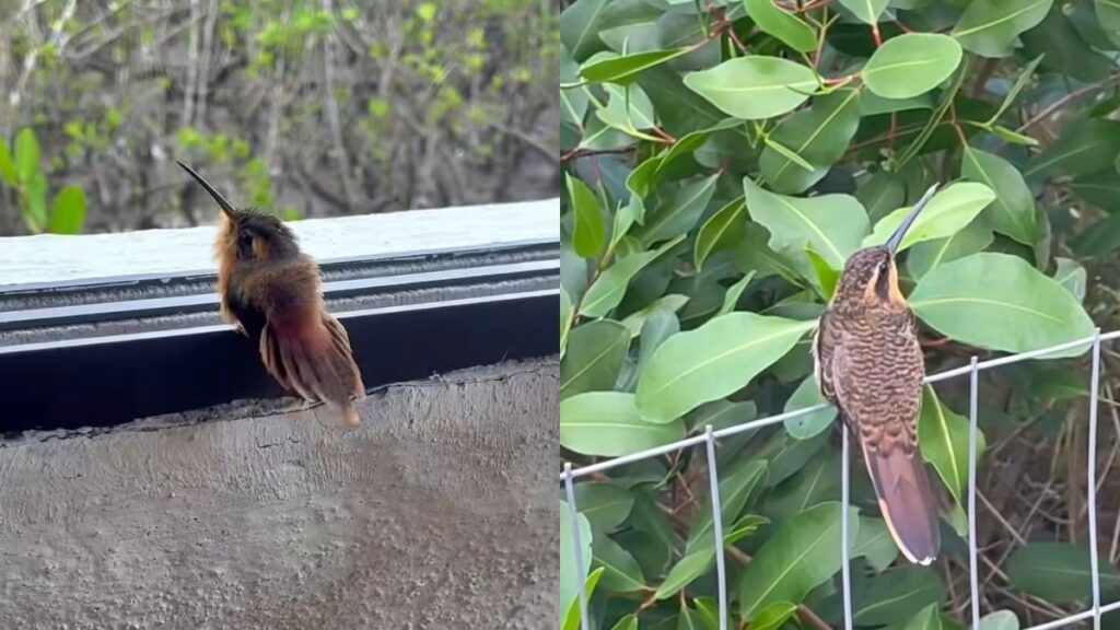 filhote-de-beija-flor-cria-laco-com-jornalista-e-cenas-encantam-a-web