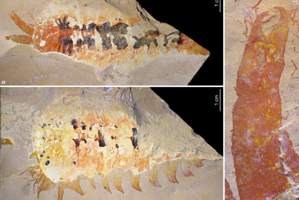 fossil-inedito-mostra-como-eram-as-garras-dos-ancestrais-das-aranhas