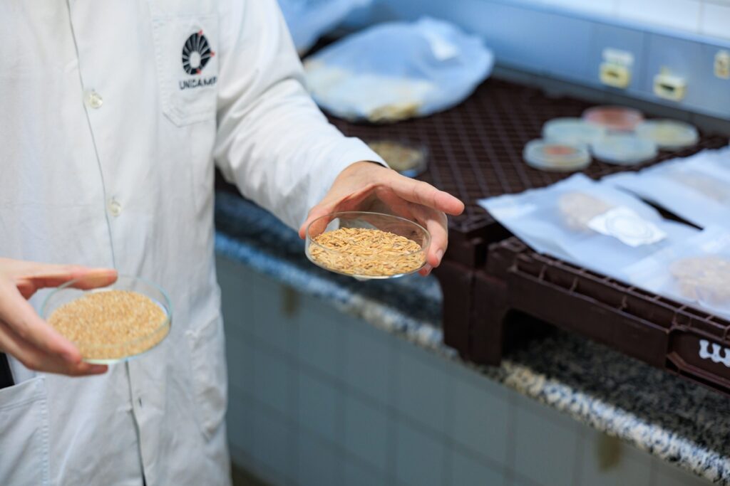 cientistas-criam-farinha-vegetal-com-aroma-de-carne-a-partir-de-fungos