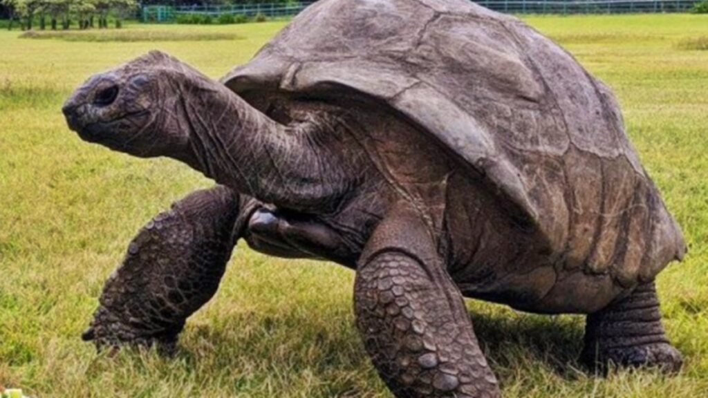 guinness-world-desmente-morte-de-jonathan,-animal-mais-velho-do-mundo