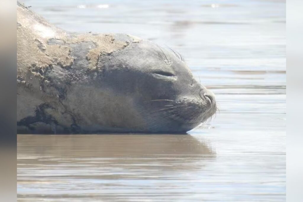 elefante-marinho-encontrado-morto-em-praia-de-alagoas-foi-espancado,-diz-laudo.-video