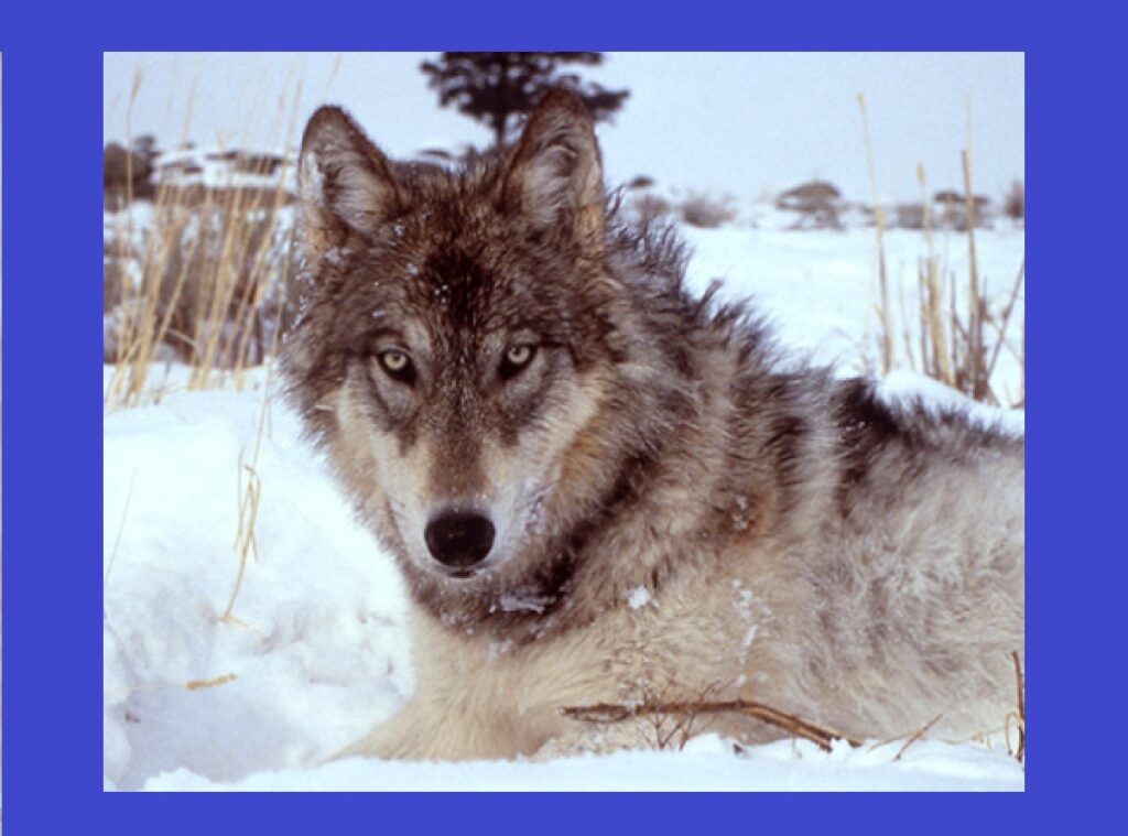 soberania-de-volta;-reacionarismo-e-entreguista-sem-medo-de-ser-feliz