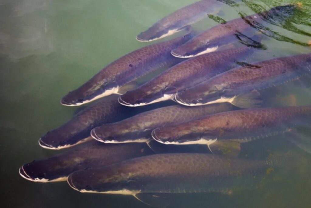 pirarucu:-abate-de-“peixe-invasor”-e-ampliado-para-mais-rios-e-lagos