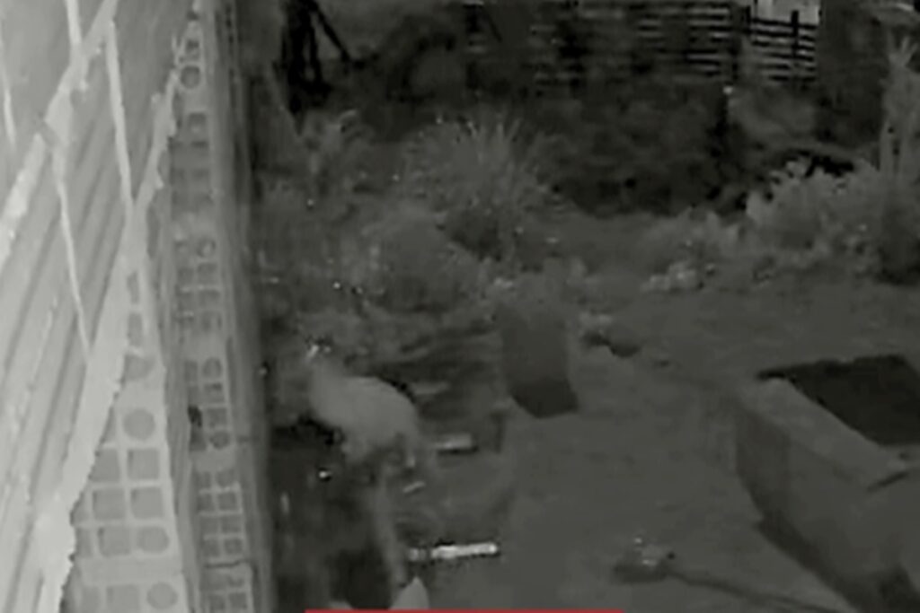 onca-invade-quintal-e-volta-a-assustar-moradores-de-esmeraldas-(mg).-veja-video