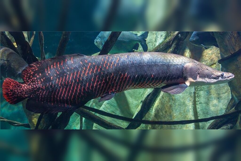 pirarucu:-saiba-onde-a-pesca-do-“peixe-exotico”-esta-liberada-no-df-e-em-goias