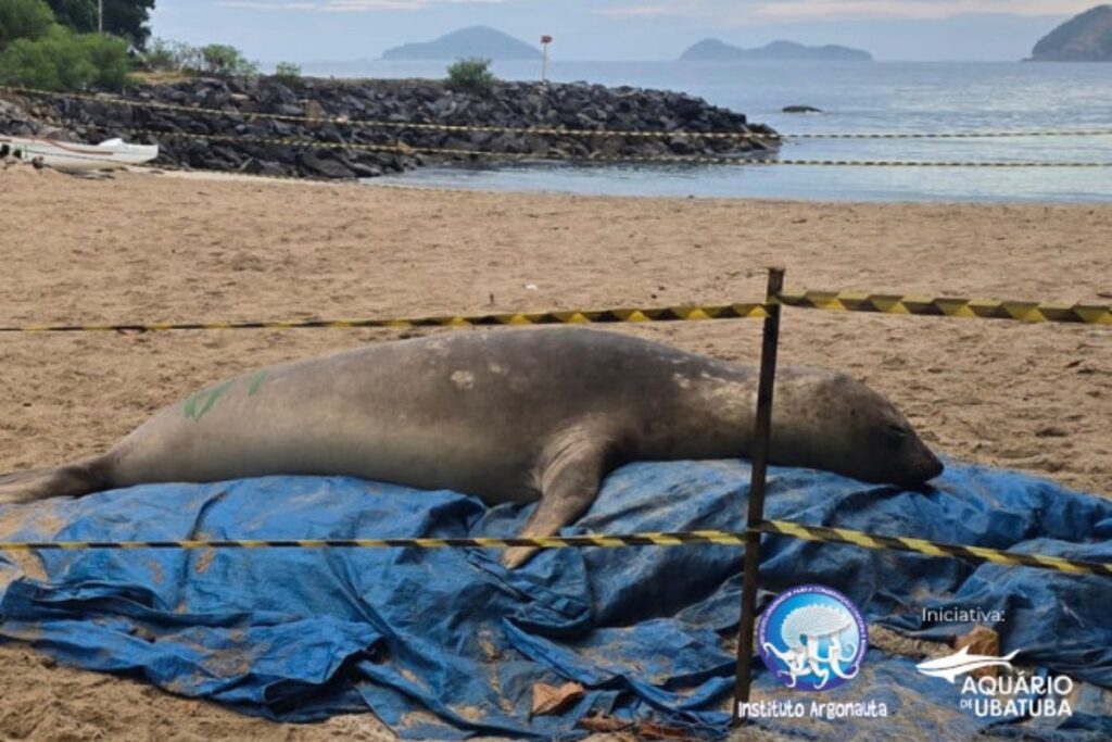 elefante-marinho-que-“descansava”-no-litoral-de-sp-retorna-ao-mar