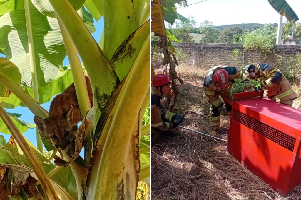 filhote-de-onca-parda-se-esconde-em-bananeira-e-e-resgatado-em-mg
