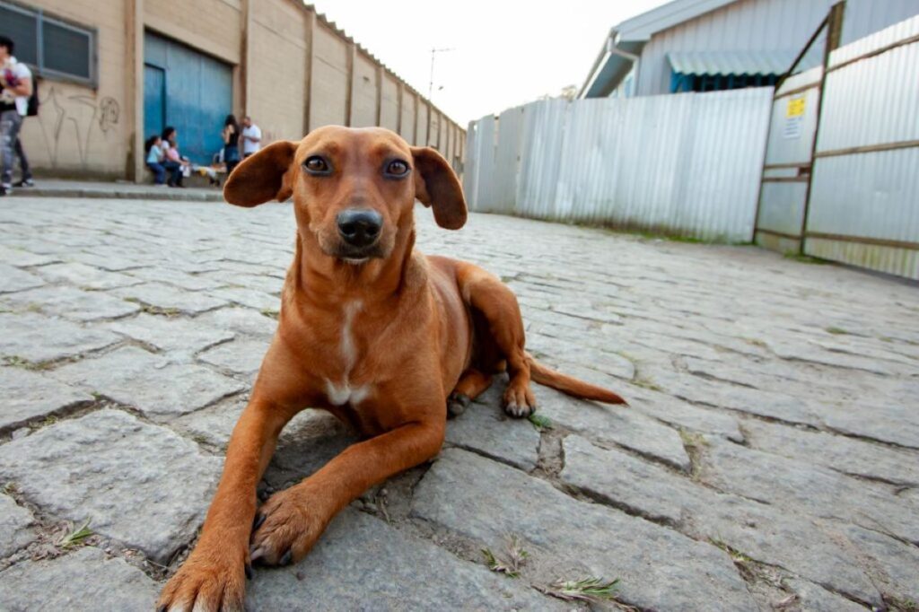 dia-do-cachorro-de-rua:-maioria-dos-pets-adotados-sao-de-resgate