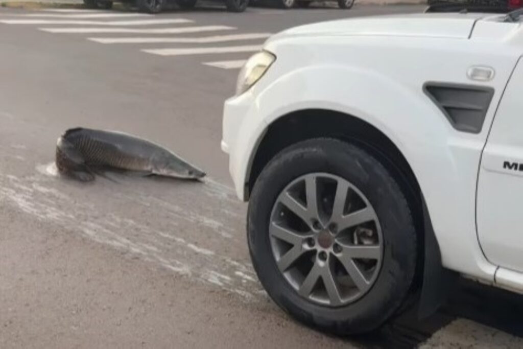 pirarucu-“fujao”-cai-de-carro-em-movimento-e-vira-atracao-de-festa.-video