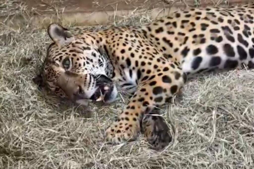 onca-de-sp-e-1a-da-especie-a-passar-por-transfusao-de-sangue.-conheca