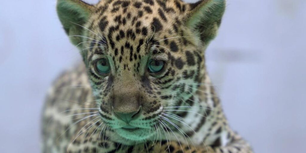 Onça-pintada nascida no BioParque Vale Amazônia ganha o nome de Xingu onca-pintada-nascida-no-bioparque-vale-amazonia-ganha-o-nome-de-xingu