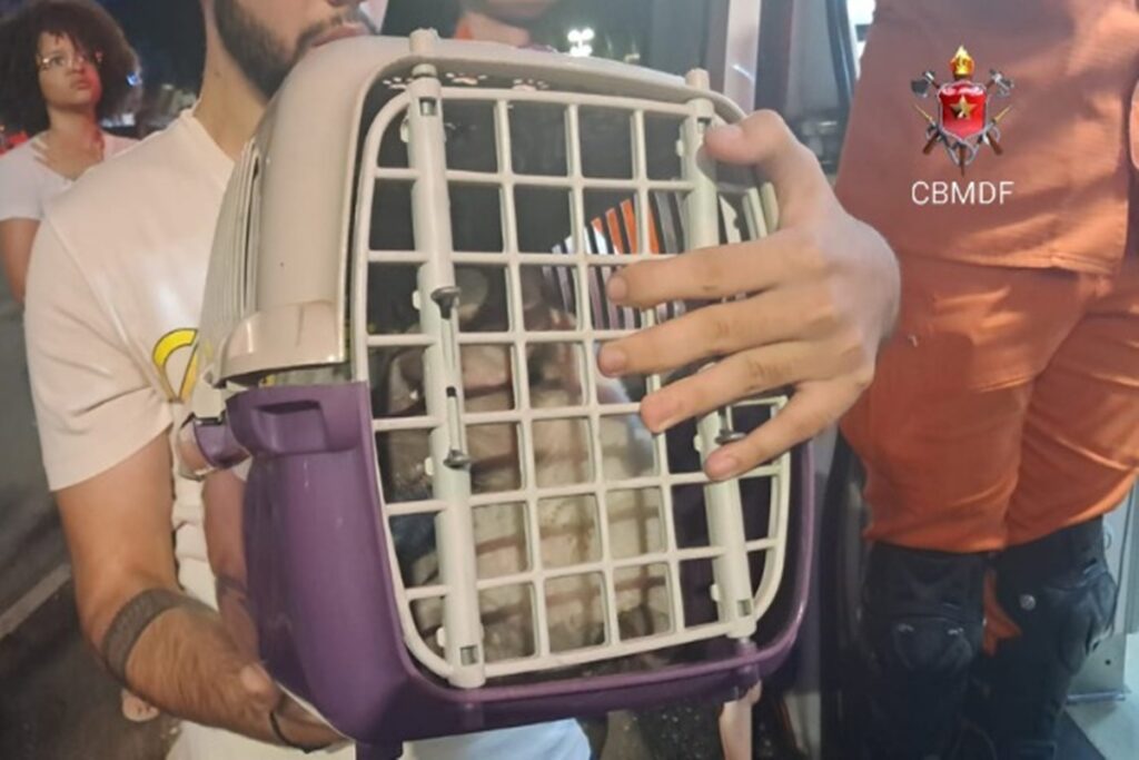 cachorro-e-gato-sao-resgatados-apos-loja-pegar-fogo-na-asa-norte