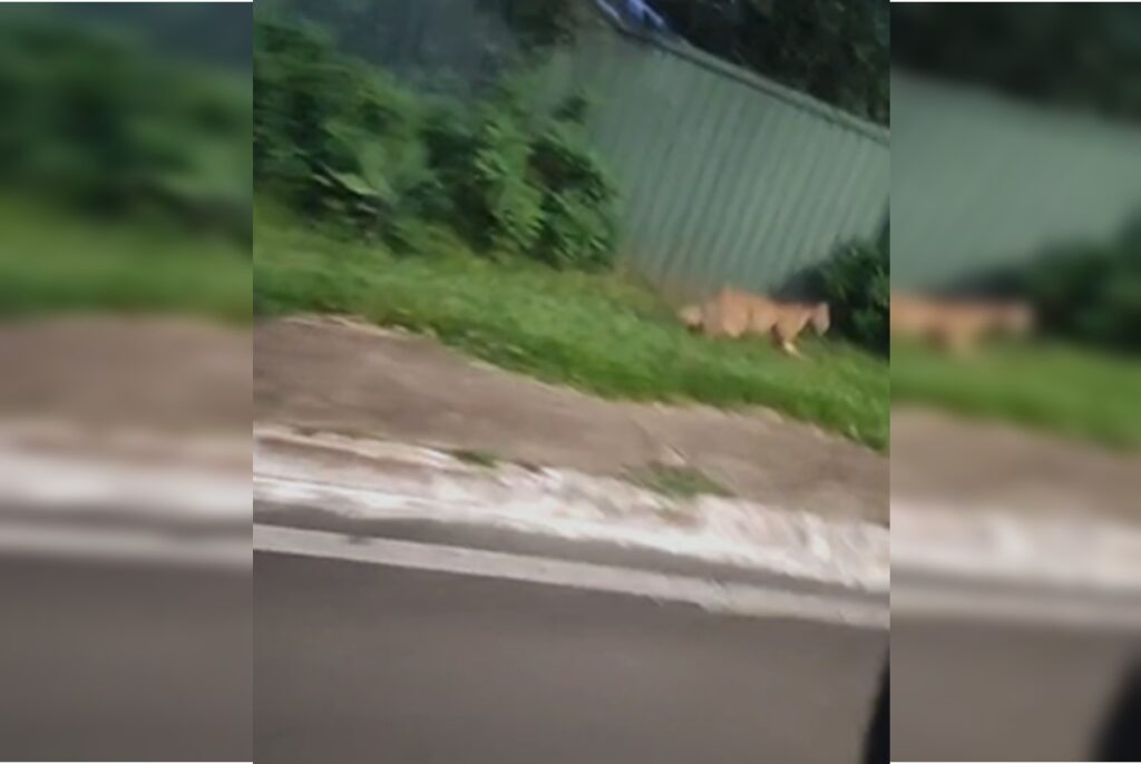 onca-e-flagrada-por-motorista-de-app-circulando-em-area-nobre-do-df.-veja-video