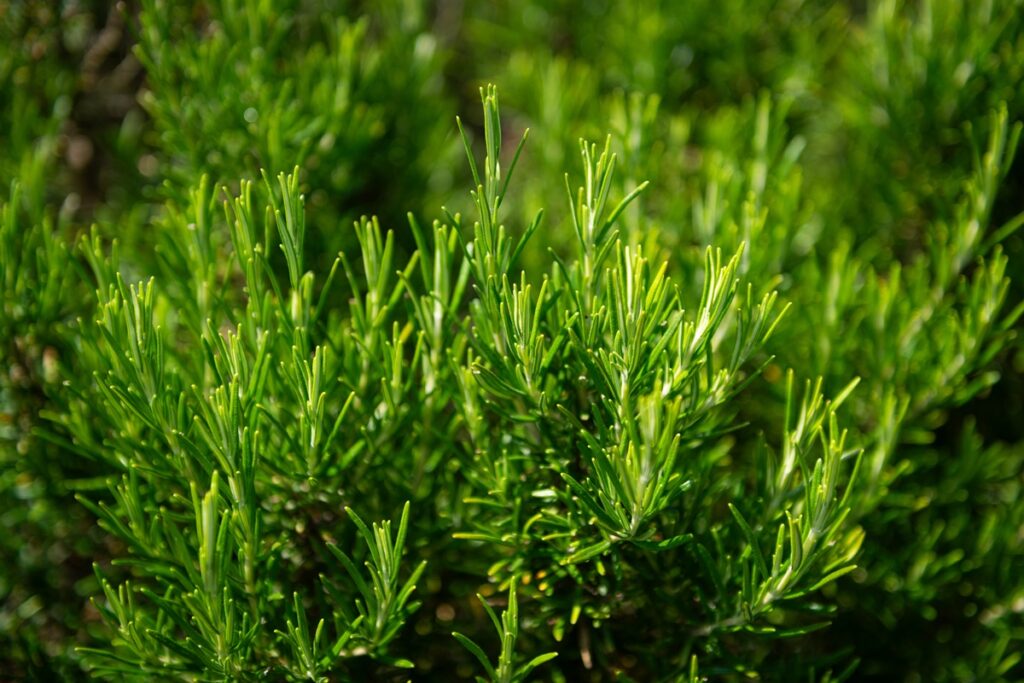 alecrim:-botanico-da-dicas-de-como-cultivar-e-usar-a-erva-em-casa