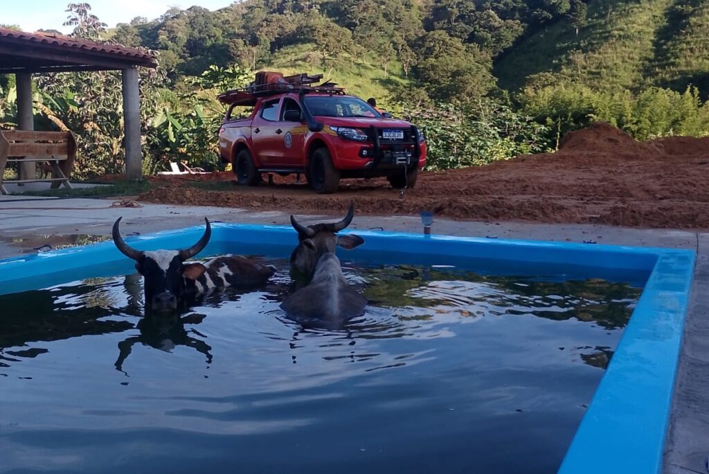 vacas-em-apuros:-bombeiros-fazem-dois-resgates-inusitados-em-24h-em-mg