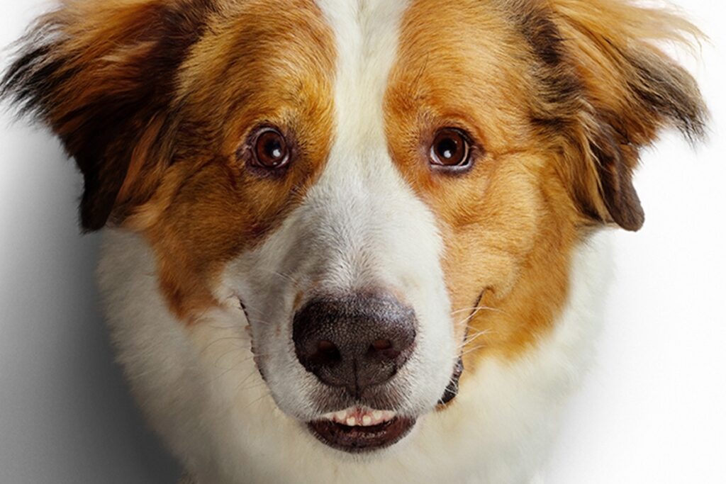 juntos-para-sempre:-filme-emocionante-e-continuacao-de-outro-longa