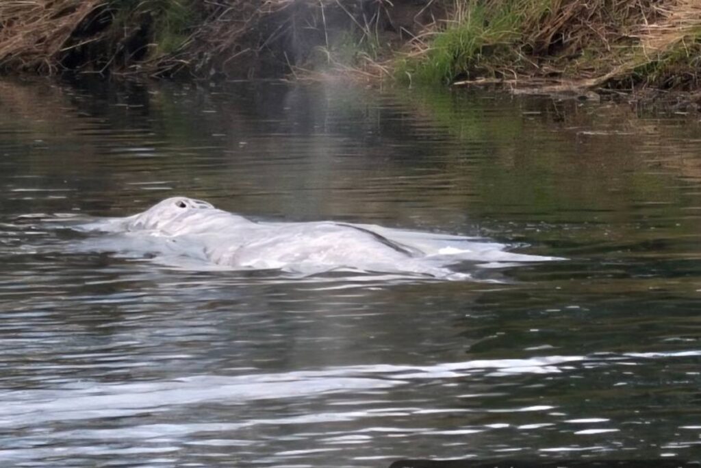 baleia-cinzenta-e-localizada-vagando-morta-em-rio-nos-estados-unidos