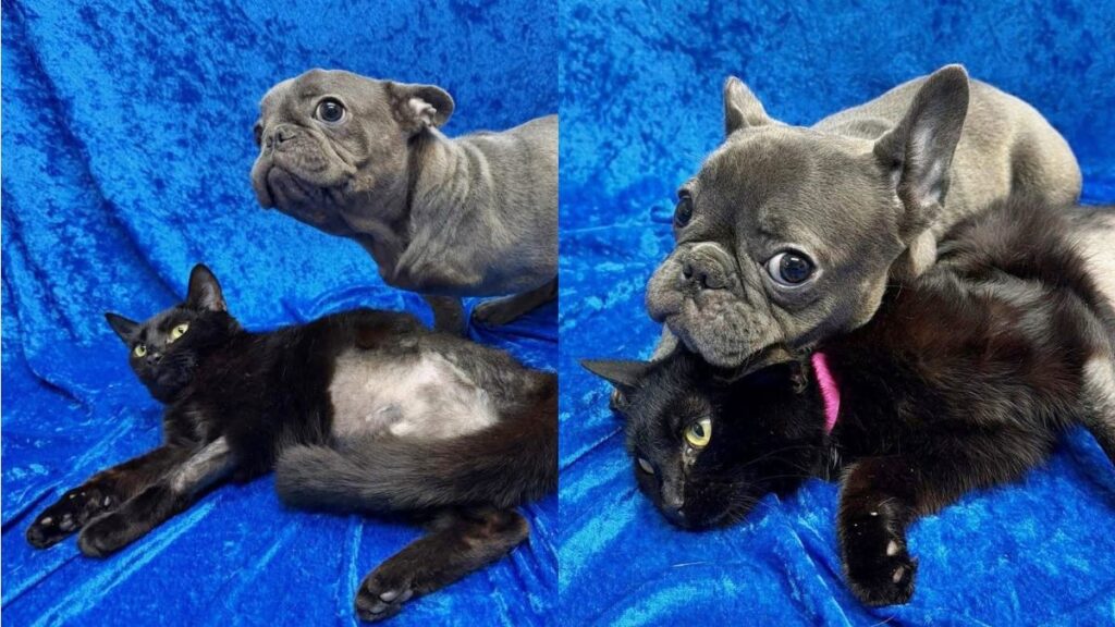 ambas-com-3-patas,-pets-viram-melhores-amigas-e-sao-adotadas-juntas