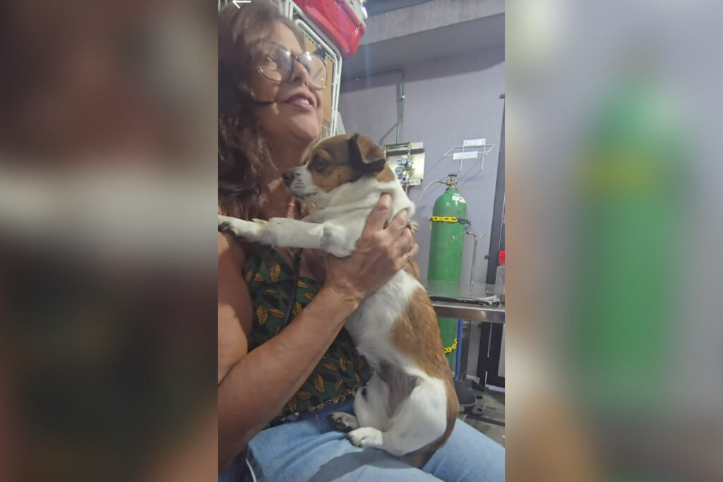 samuvet-de-bh-salva-cachorra-que-estava-desaparecida-e-foi-atropelada