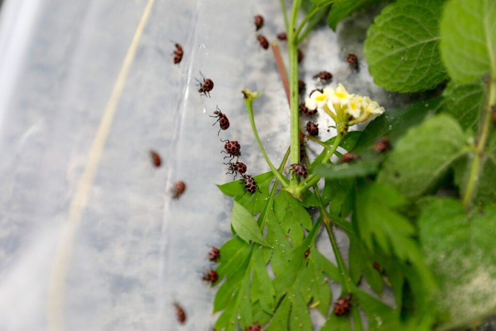 projeto-em-bh-distribui-joaninhas-para-combater-pragas-em-hortas.-entenda