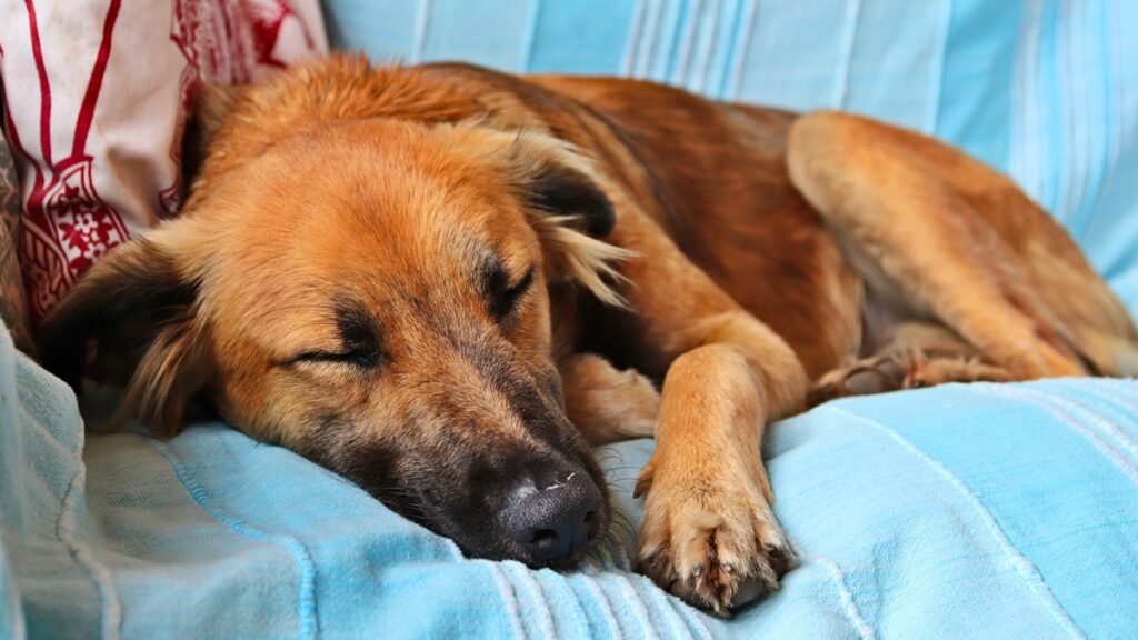 o-sono-do-seu-pet-e-reparador?-veja-como-garantir-o-descanso-dos-peludos