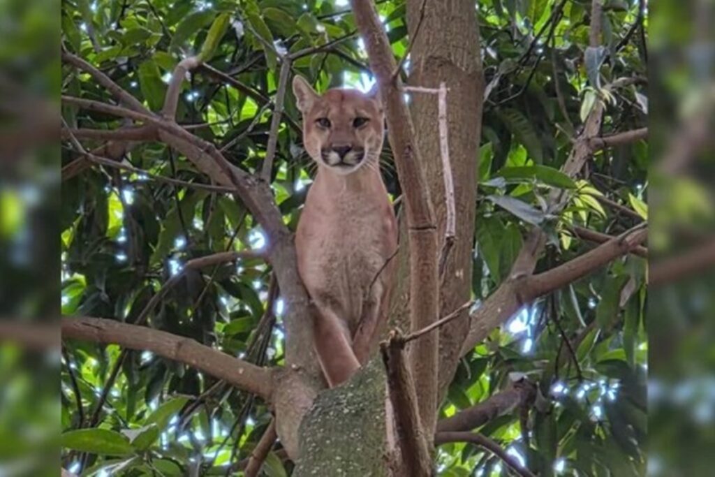 morte-de-onca-parda-em-resgate-no-entorno-completa-um-mes-sem-resposta