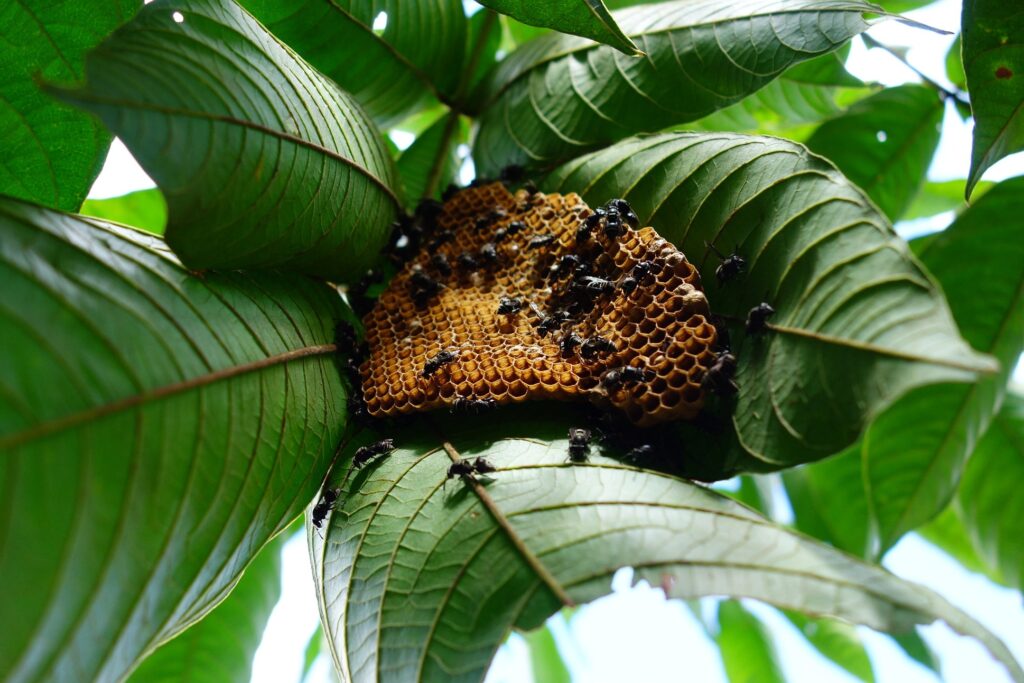 cientistas-descobrem-como-abelhas-conseguem-respirar-debaixo-d’agua