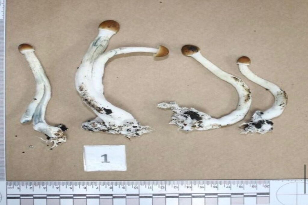 playboy-do-df-e-namorada-sao-presos-com-laboratorio-de-cogumelos-magicos.-veja-video