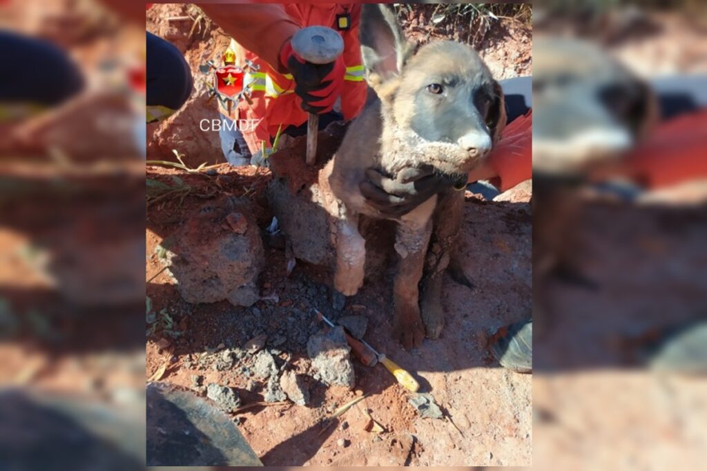 bombeiros-resgatam-filhote-de-cachorro-preso-em-concreto-no-paranoa.-veja-video