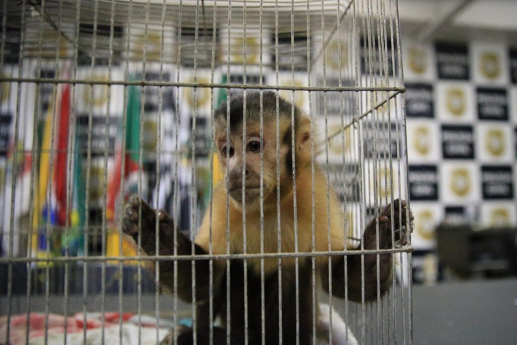 operacao-matilha:-macaco-“cesar”-e-apreendido-com-gangue-de-ladroes