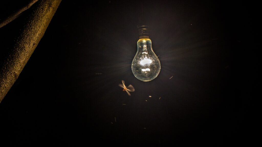 bichos-de-luz:-calor-e-chuva-favorecem-reproducao-curiosa-de-cupins