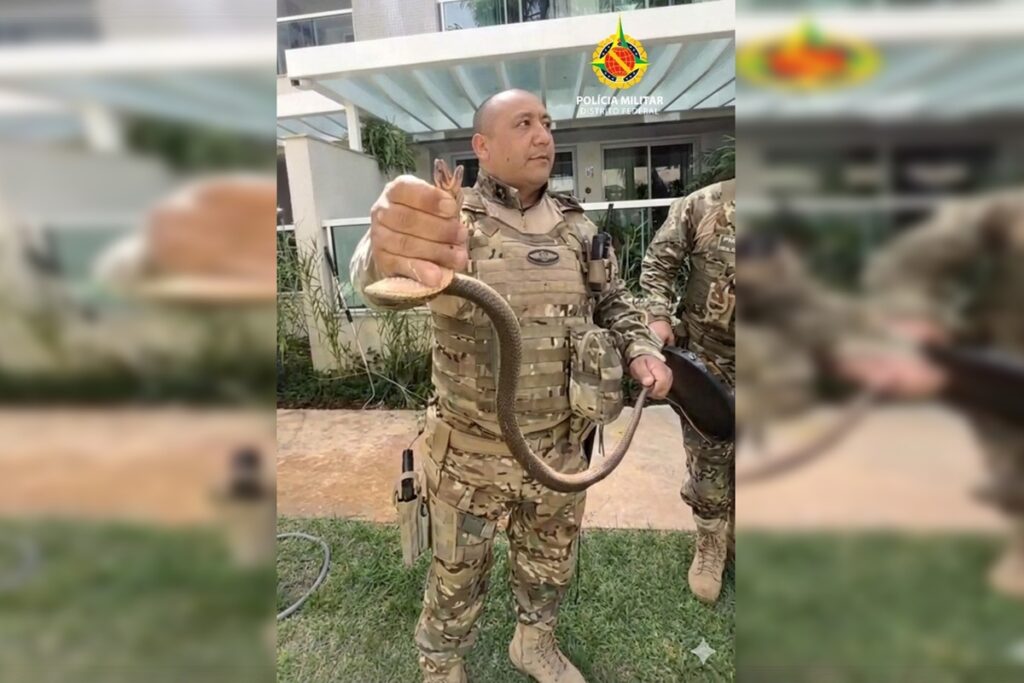 olha-a-cobra!-serpente-e-encontrada-dentro-de-condominio-na-asa-sul.-veja-video