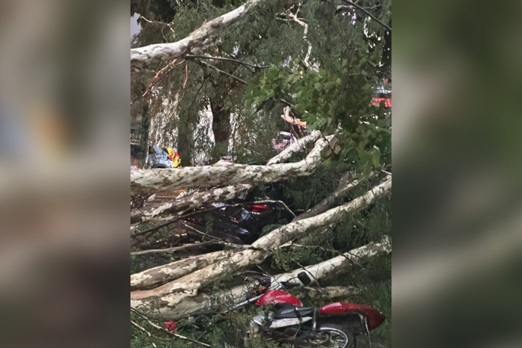 chuva-forte-em-bh-derruba-arvore-sobre-carros-e-deixa-gravida-presa.-veja-video