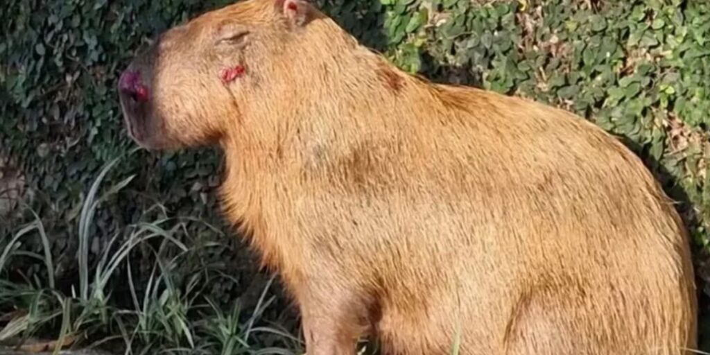 MPRJ denuncia agressores de capivara na Ilha do Governador no Rio mprj-denuncia-agressores-de-capivara-na-ilha-do-governador-no-rio