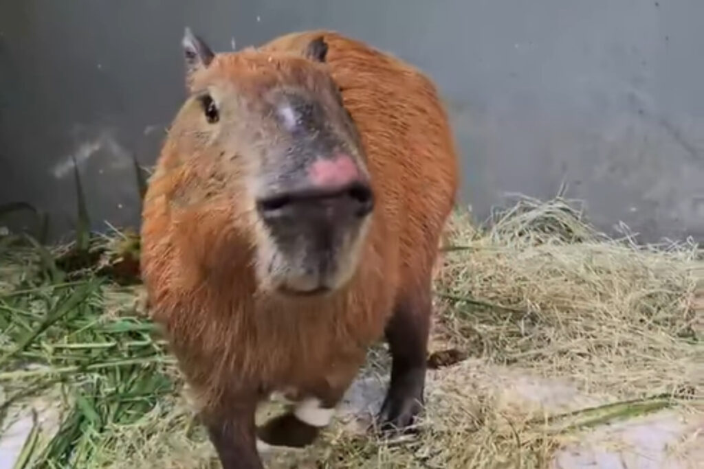 mp-denuncia-6-homens-por-espancar-capivara-no-rio:-“extrema-violencia”