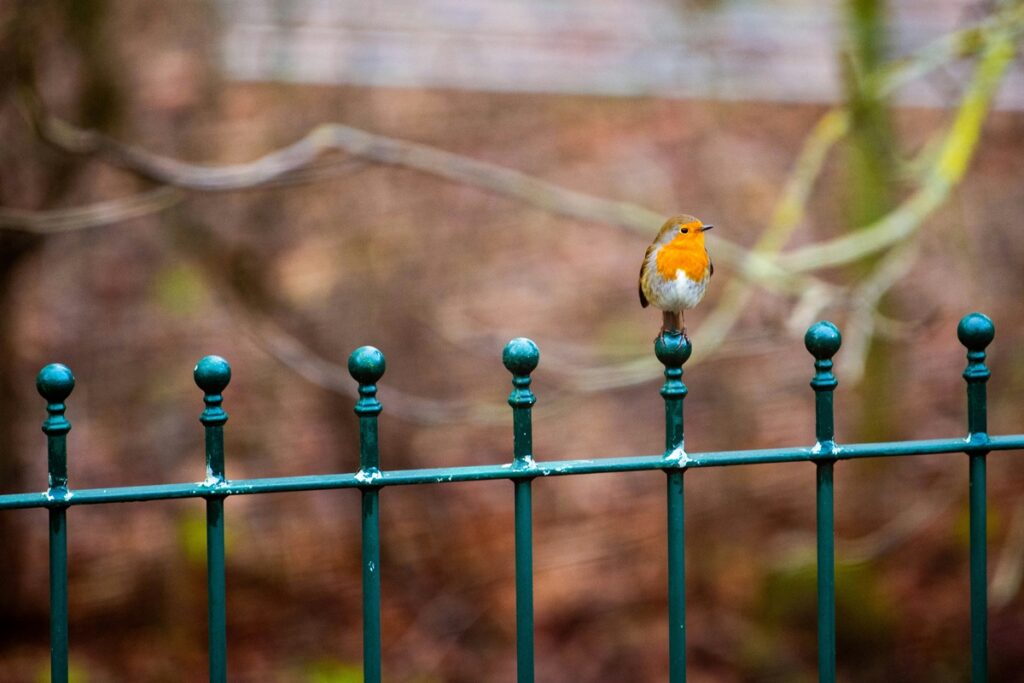 ouvir-passaros-cantando-em-casa-pode-ser-um-bom-sinal-sobre-seu-jardim