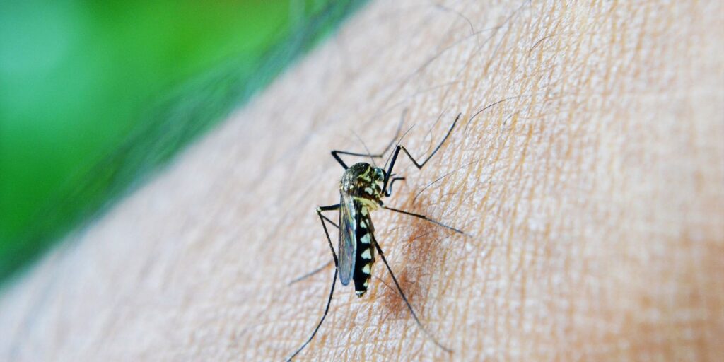 OMS: dengue é indicador da relação mudanças climáticas e arboviroses oms:-dengue-e-indicador-da-relacao-mudancas-climaticas-e-arboviroses