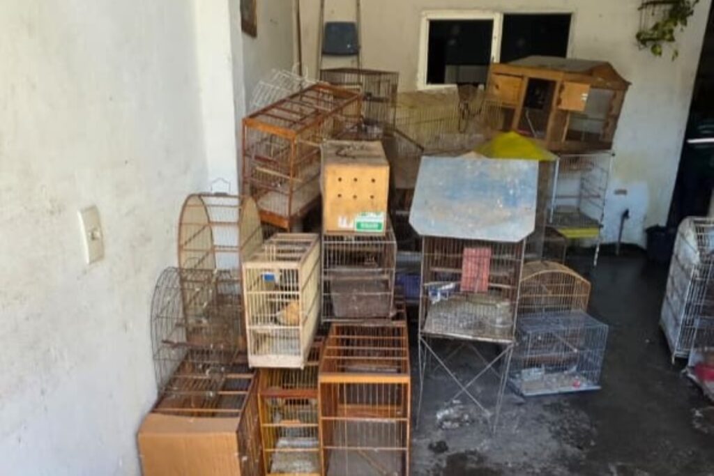 policia-resgata-dezenas-de-aves-em-situacao-de-maus-tratos-no-es