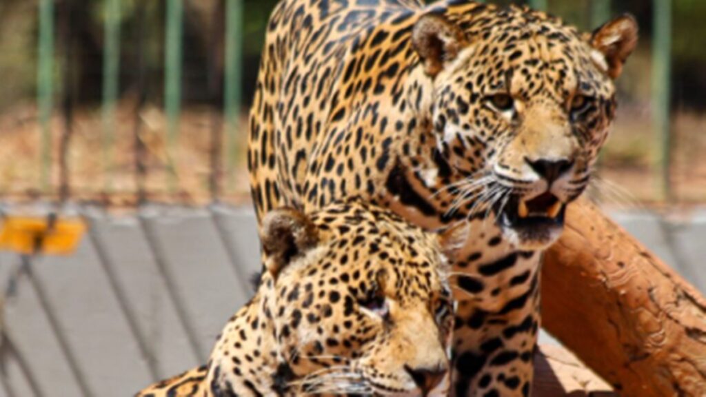 zoo-de-brasilia-revela-o-motivo-por-tras-de-recintos-vazios